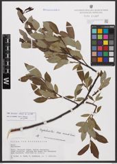 Salix bicolor Ehrh. ex Willd.